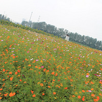 ���տ�--��Ĭ�İ�