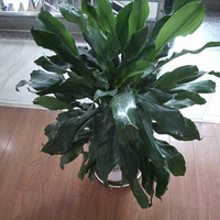 ��������һĨ��ɫ