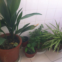 ����������౭-��Ҵ�����+�ҼҵĽ���ֲ��