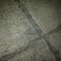 ����Ŀ����