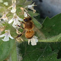 ����������౭��Ҵ�����+Ժ�����С����