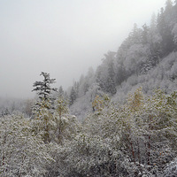 ����ľ�կ���˼�����ã�����