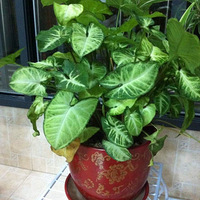 ����������౭��Ҵ�����+�¼��ҿɰ��Ļ����ݲ�