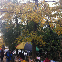 ���ݳ���ʮ�ﳤ��������