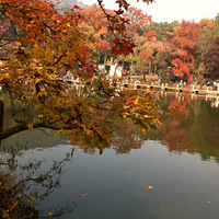 ��Ҷ���ˣ��ͷ�ȥ����������������