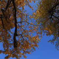 ��Ǽ�����