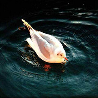 �������ǵĺ���Ÿ����������Ȧ��