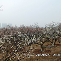 �ຼ��ɽ̽÷֮�á�����