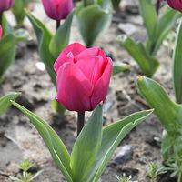 ���˻�Ժ�߽������й��������㻨����д������