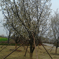 ��ܤ�Ļ����ˡ���