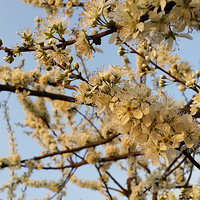 ���š��һ���