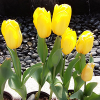 ����ĽŲ���