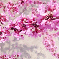 ����ĩ���³�����