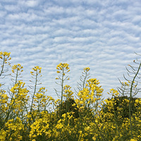 4��11�ţ�������Ұһ����~����̫����