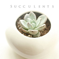 ��Ҳ�����������������