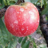 ��ˮ���أ����Ӳ�ժ��ȥ��