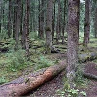 ��կ����ԭʼɭ��