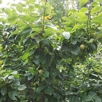 ��÷���޾��������������