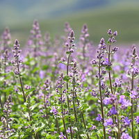 �µó�����������