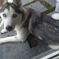 Ѱ�ҹ�ʿ��momo