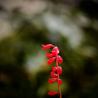 �����д�������ӰLOMO���