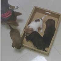 1������԰Ȯ�밮����ʿ���� 