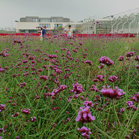 ������ ����԰С��