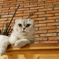 +ѾѾ�����ı�������