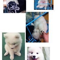 �Ҽ���Ħ��С��������n(*�R���Q*)n