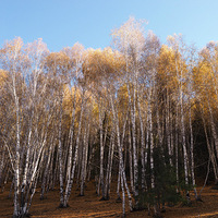 ����ʮ�£���������˹����������Ũ������ɾ����ֻ����ͷ������