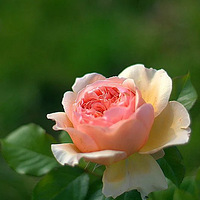 �¼�orõ�壬ɵɵ�ֲ����