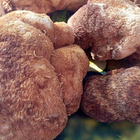 �������Ҹ����Ⱥ�