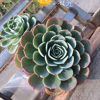 С������ɹɹ