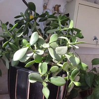 ��ͬ����һ����������³ɳ�