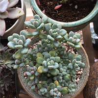 �ҵ�����С����