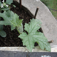 �ɰ���С˿��