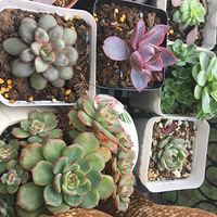 ���Ҹ����ӣ�����������