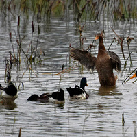 �����Ĳˡ�֮����Ѽ