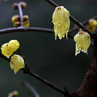 ��ĩ��÷��