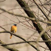 ����ɨ��