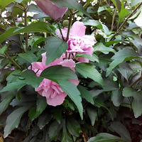 ��Ư����