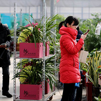 ��ѩ��  ֲ��԰��Խ���ܳ����ͻ��Ļ�������1��23�գ�