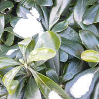 ѩ������