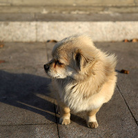 ��Ҷ�ȥ��ҵ����ˣ�������ֻ����һ�˹�������