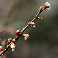 ��������-----÷��ֵ�÷