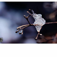 �䣬���ſ�����