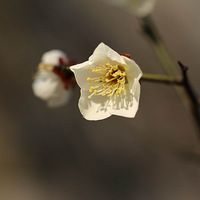 ��һ������÷��