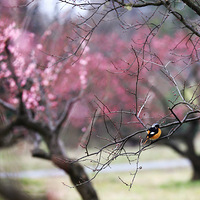 ��������÷����������ʱ