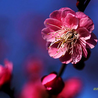 ����ֲ��԰��÷��