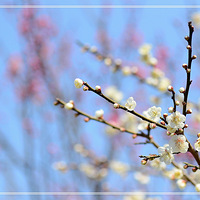   �� ÷�����š��� �� �뵽ֲ��԰ȥ̽÷